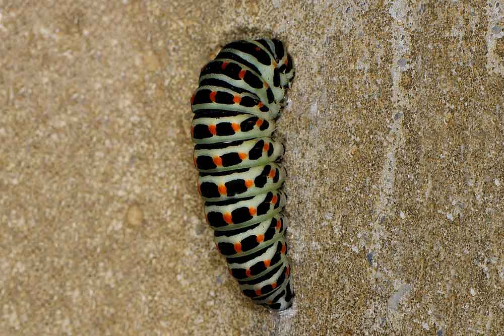 Bruco di Papilio machaon